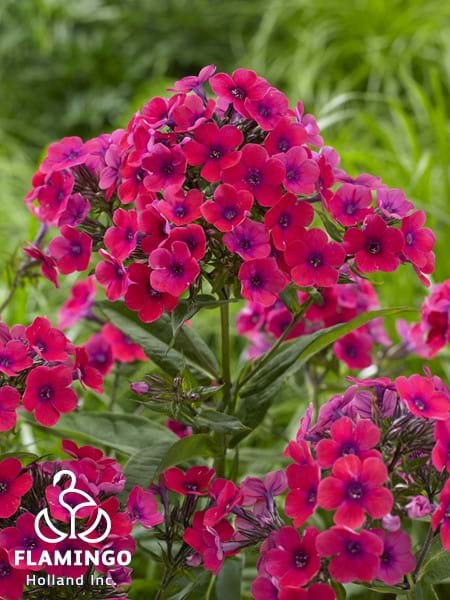 Phlox Twinkle Cerise