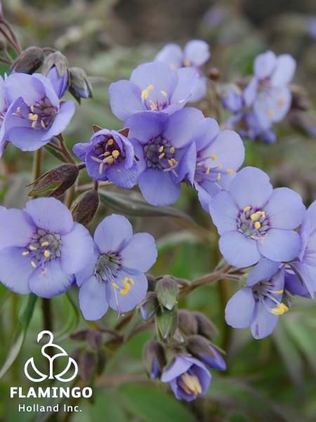 Polemonium Heaven Scent
