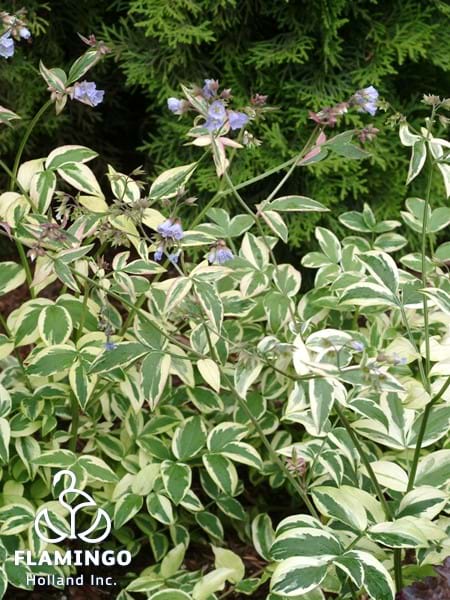 Polemonium Stairway to Heaven
