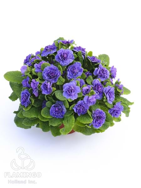 Primula Belarina Amethyst Ice