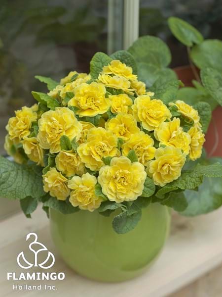 Primula Belarina Buttercup Yellow