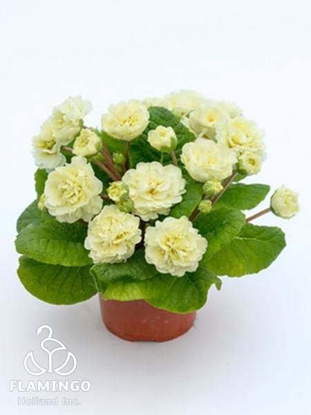 Primula Belarina Cream