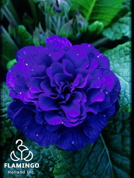 Primula Belarina Delft Blue