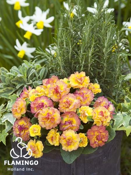 Primula Belarina Nectarine