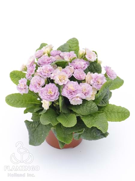 Primula Belarina Pink Champagne