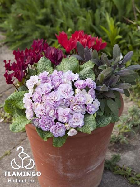 Primula Belarina Pink Ice