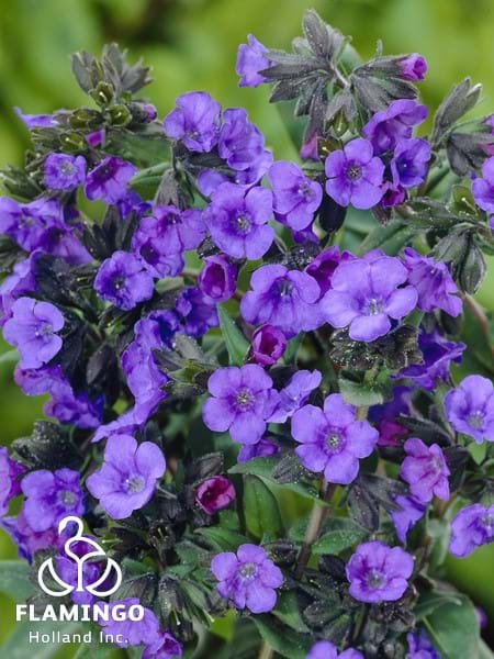 Pulmonaria Blue Ensign