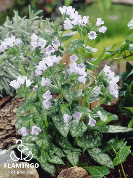 Pulmonaria Opal