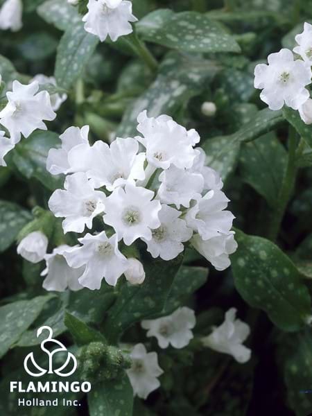 Pulmonaria Sissinghurst White