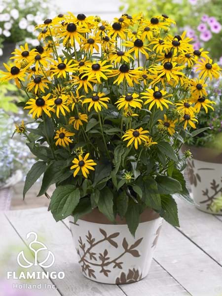 Rudbeckia Little Goldstar