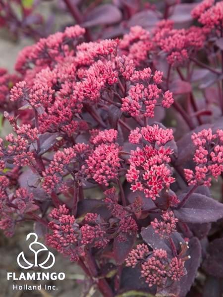 Sedum Chocolate Cherry PAF