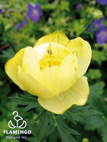 Trollius Cheddar