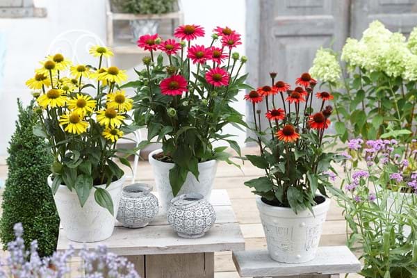 Echinacea Sunseeker