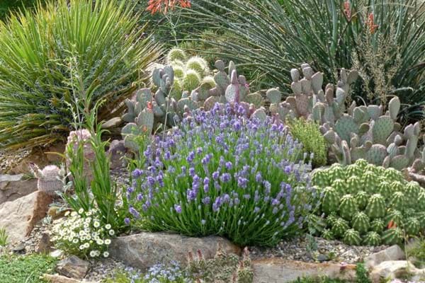 Lavandula Wee One