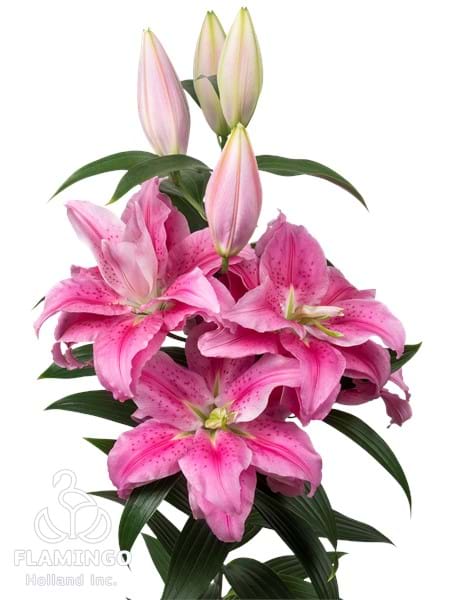 Roselily Clarissa®