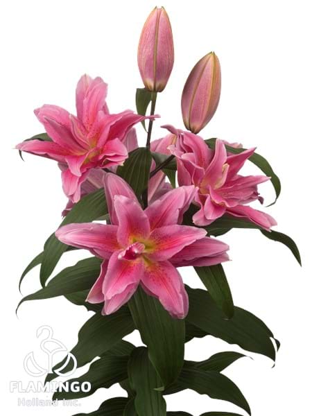 Roselily Juana®