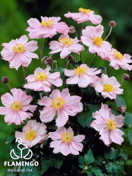 Anemone Queen Charlotte