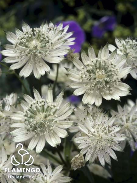 Astrantia Snow Star
