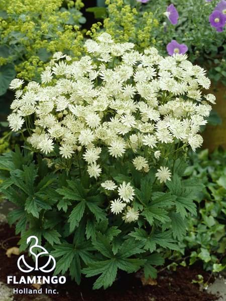 Astrantia Snow Star