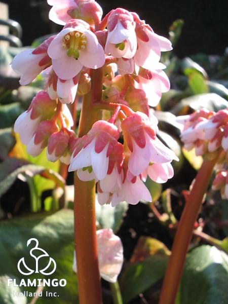 Bergenia Babydoll