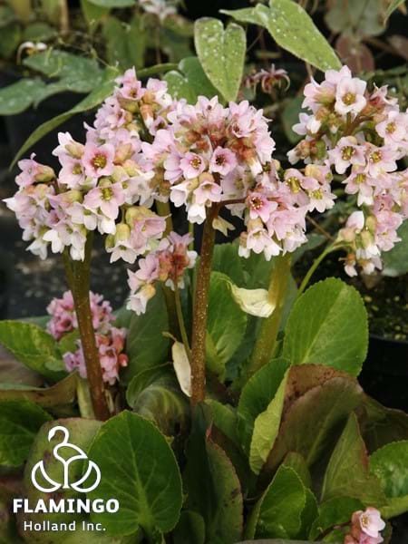 Bergenia Babydoll