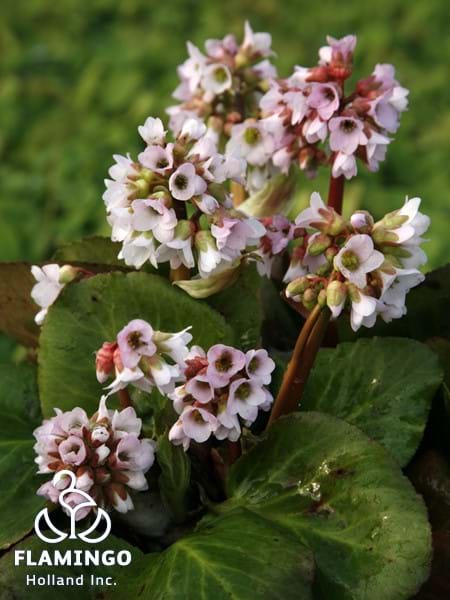 Bergenia Babydoll