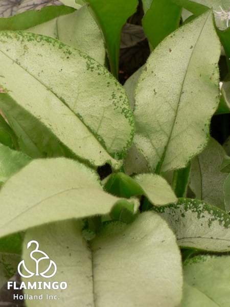 Pulmonaria Majestee