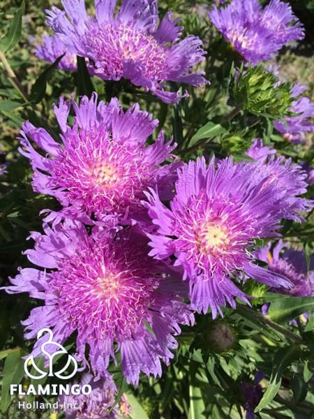 Stokesia Blue Frills Blooms