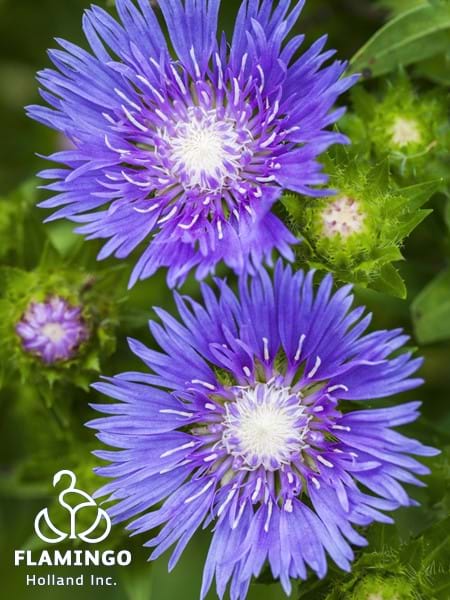 Stokesia Blue Frills Blooms