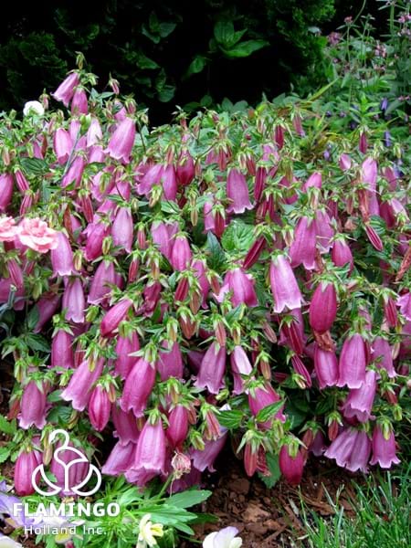 Campanula Ringsabell Mulberry Red