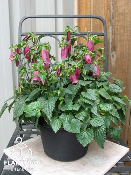 Campanula Ringsabell Mulberry Red