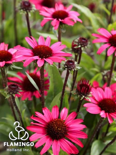 Echinacea SunSeekers Purple (Chunky Purple)