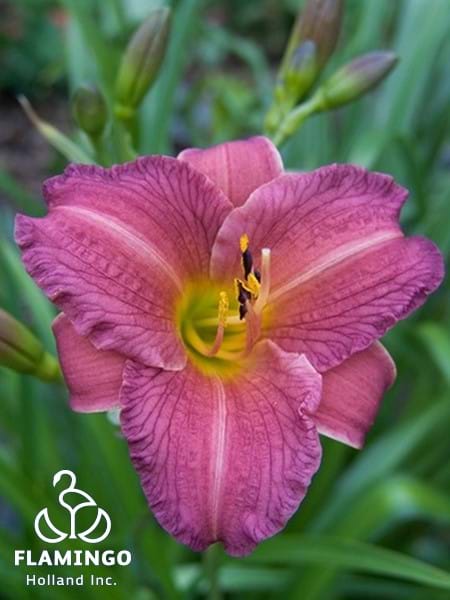 Purple D Oro