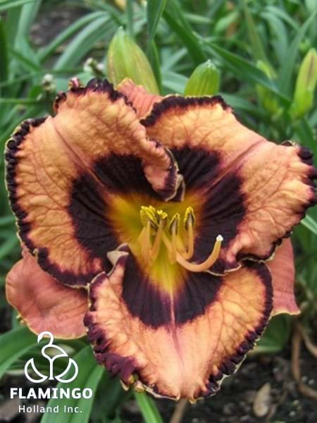 Awesome Blossom