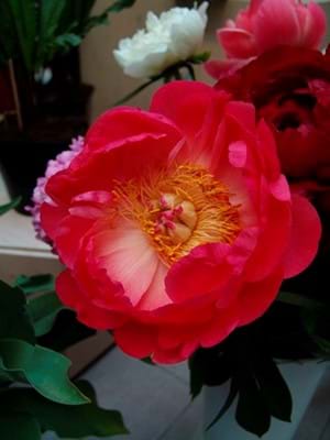 Coral Charm