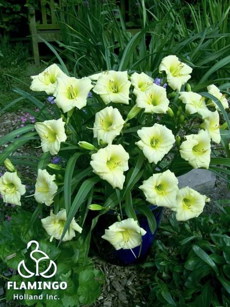 Longsfield Pearl