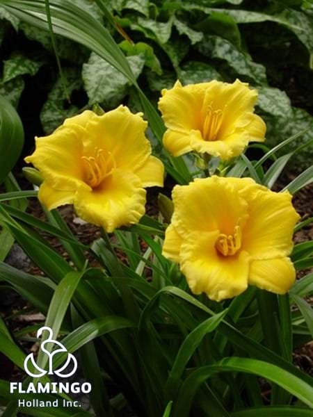 Stella D Oro