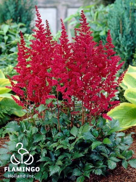 Burgundy Red