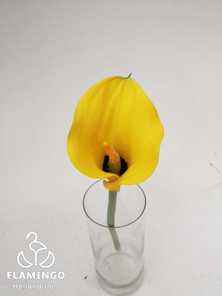 Sweet Banana