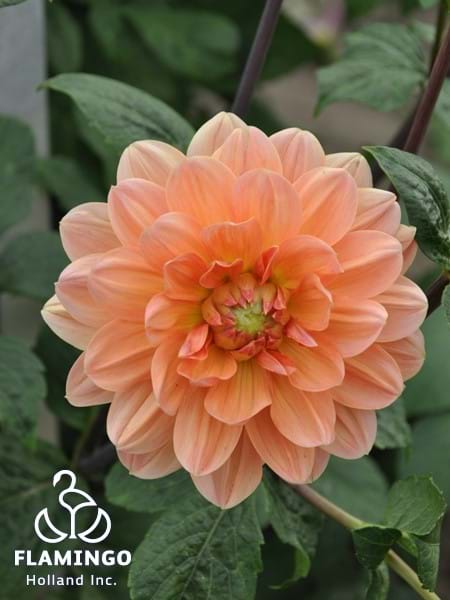 Apricot Desire
