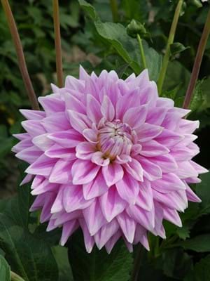 Ferncliff Inspiration