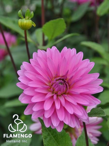 Gerbera