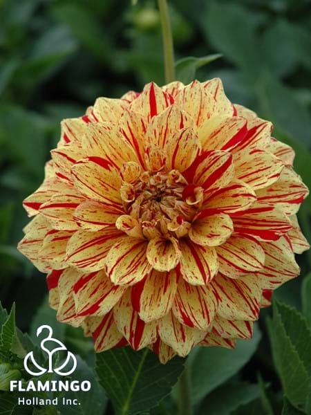 Gloriosa