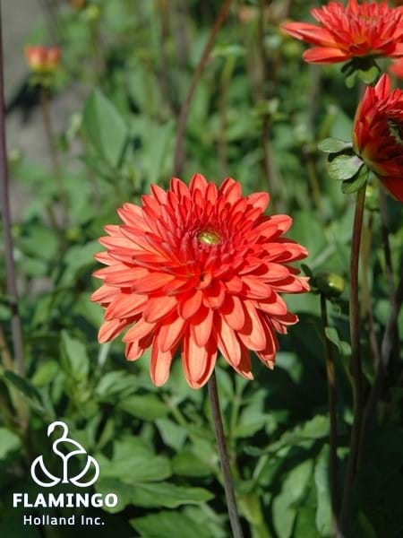 Jewel Orange®