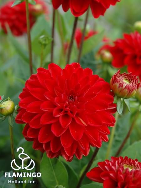 Jewel Red