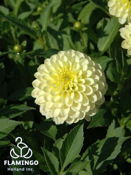 Jewel Yellow
