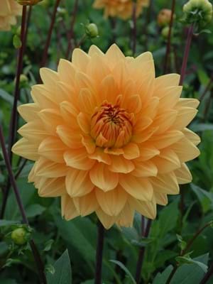 Glorie van Noordwijk