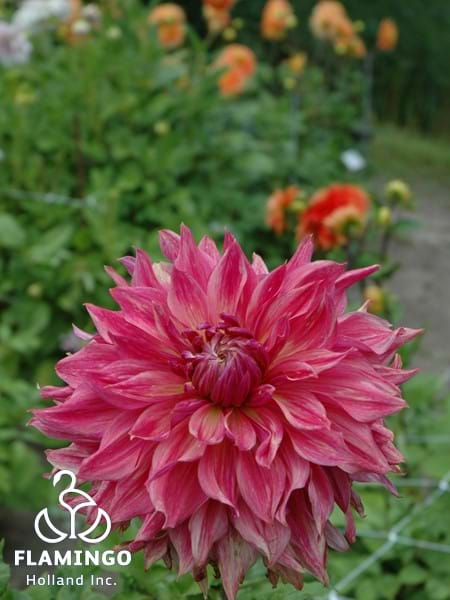 Penhill Dark Monarch