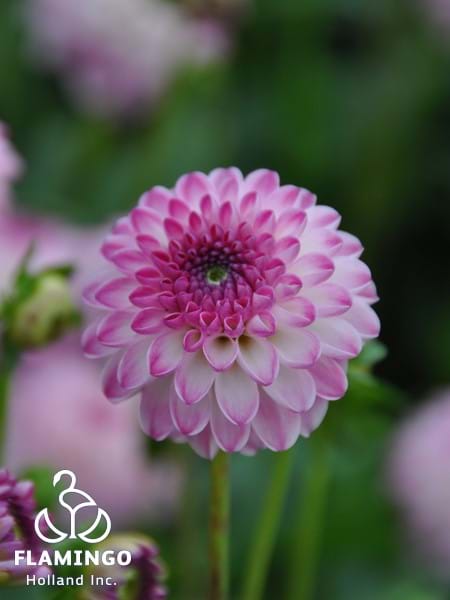Pink Isa®