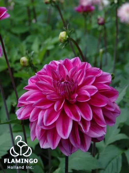 Cantiflora
